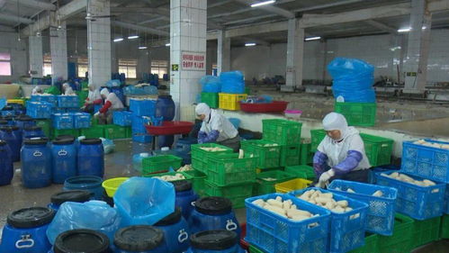 寶應縣強化藕制品企業執法檢查，依法整治藕渣亂倒問題